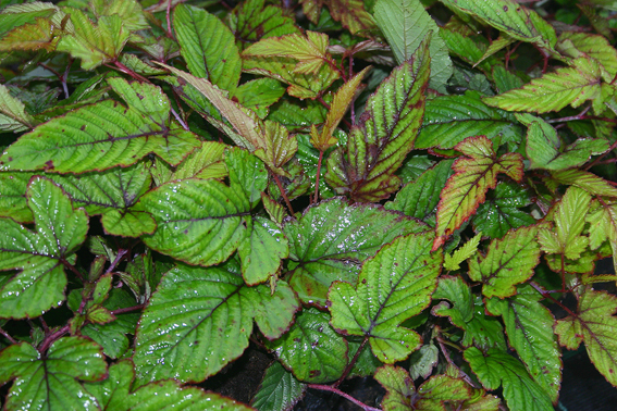 R. crataegifolius ‘Prelude’