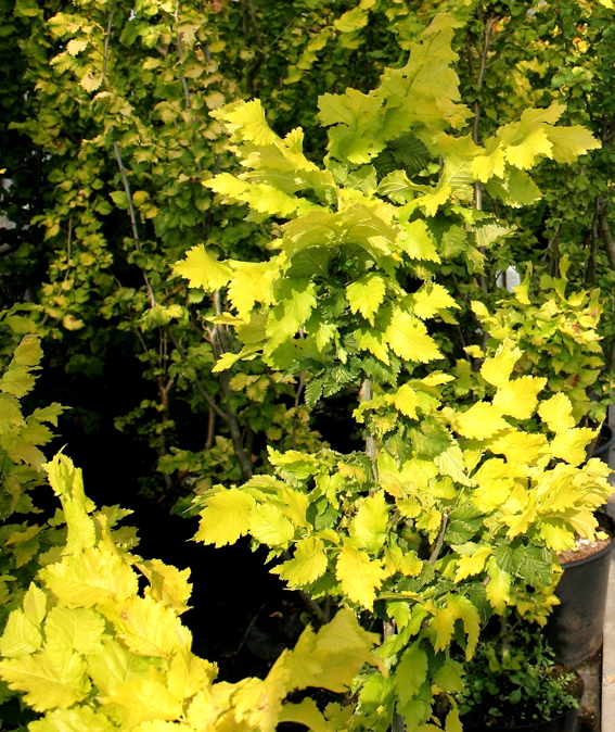 Ulmus carpinifolia 'Wredei',