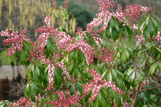 Rot und rosa blühende Sorten