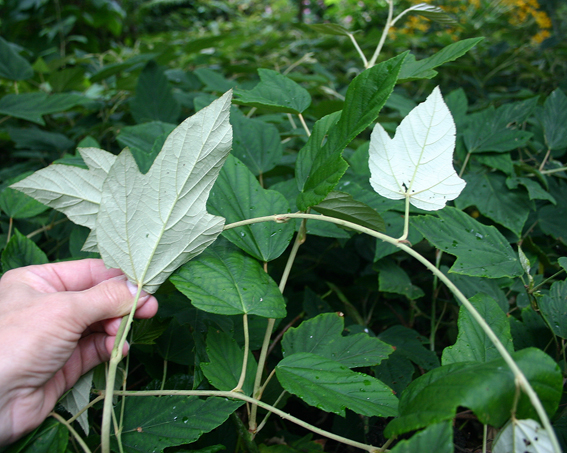 Typisch für Rubus flagelliflorus