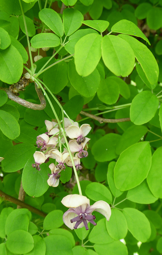 Die weibliche Blüte (unten)