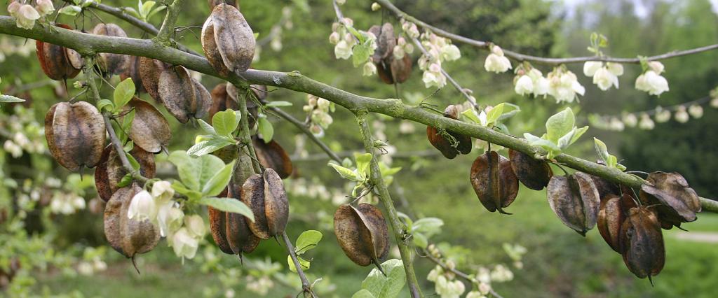 Die Früchte bleiben lange