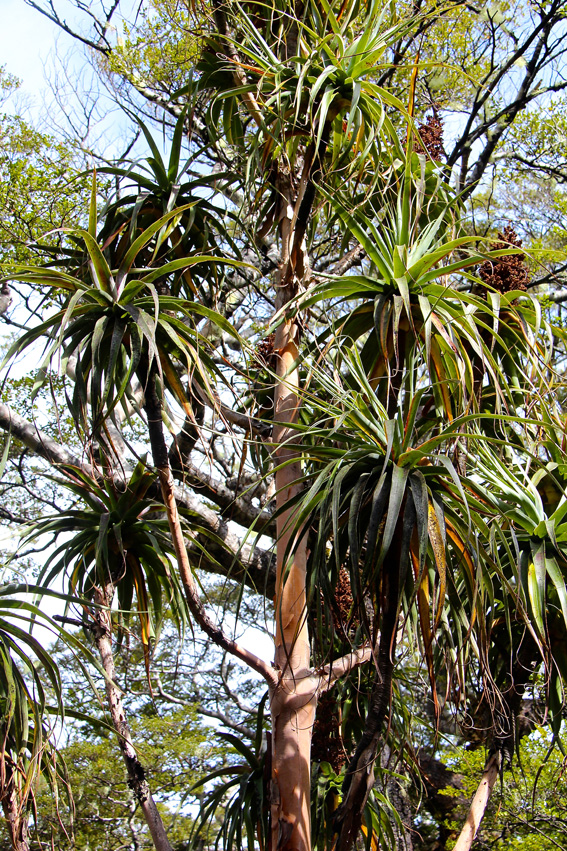 Drachenbäume, Dracophyllum