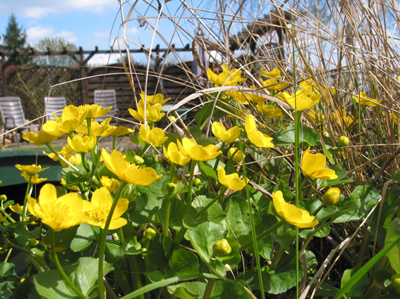 Caltha palustris ist eine