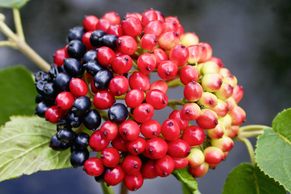 Viburnum lantana fasziniert