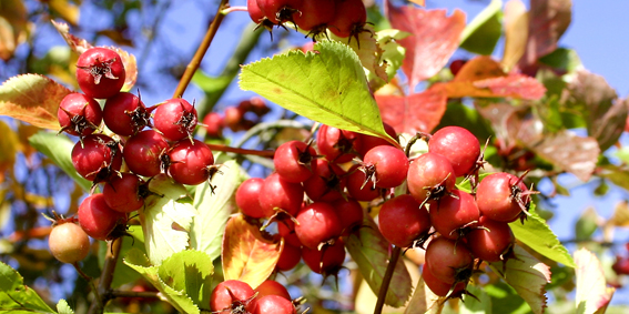 Crataegus ist ein Fruchtgehölz