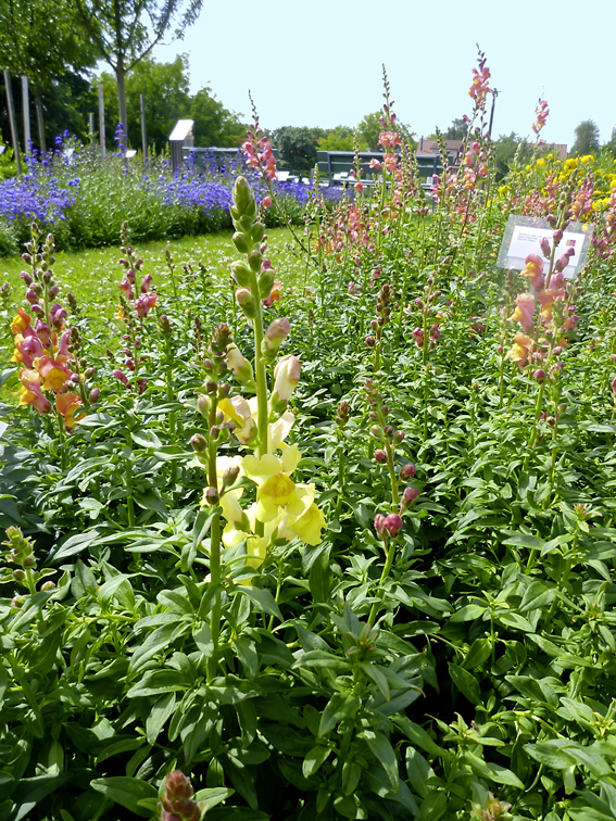 Antirrhinum majus ‘Canary