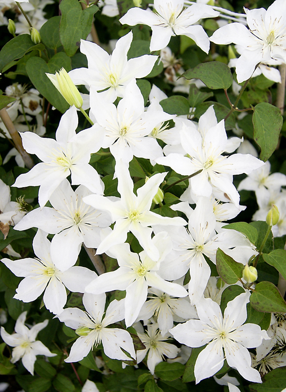 Clematis 'Baby Star'.