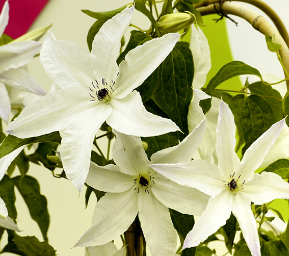 Gold für Clematis 'Beautiful