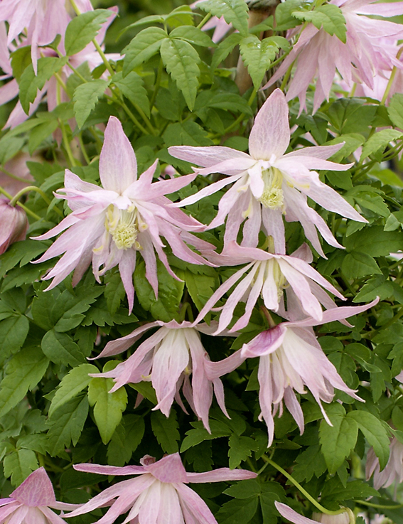 Clematis 'Country Rose'.