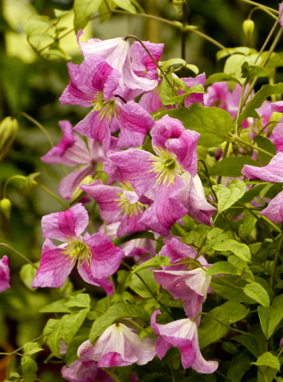 Clematis 'Krakowiak'.