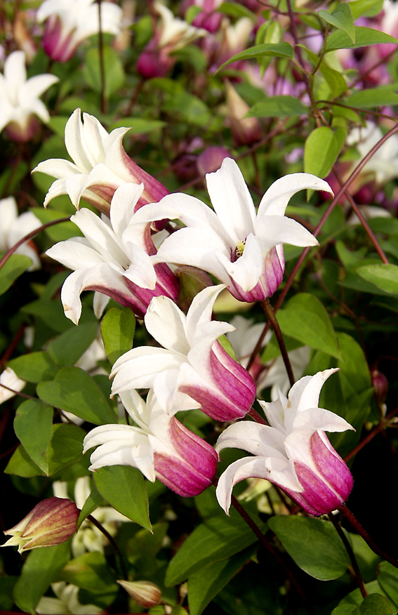 Clematis 'Princess Kate'.