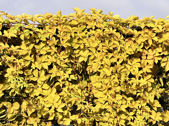 P. quinquefolia 'Yellow Wall'.