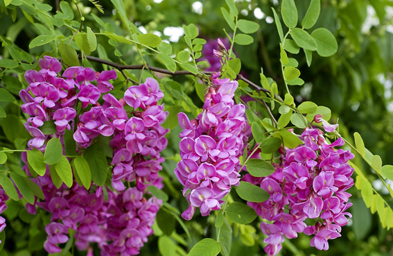 Robinia pseudoacacia ‘Casque