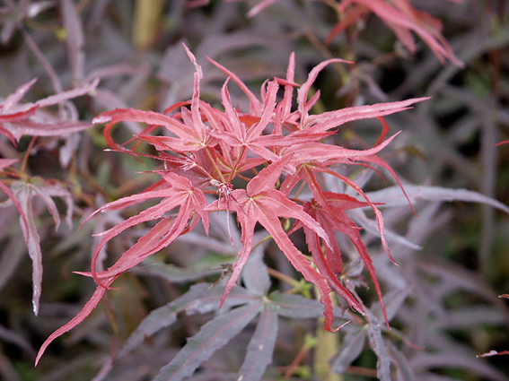 Acer palmatum ‘Pevé Dave’.