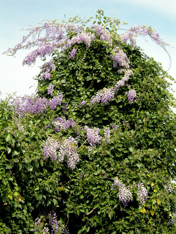 Effektive Kombination: Hedera