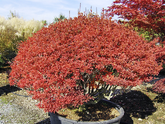 Enkianthus perulatis.