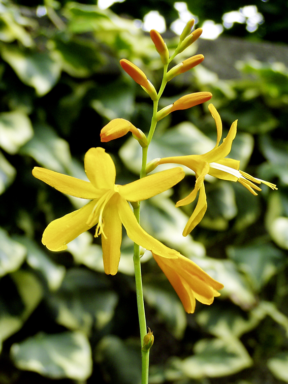 Crocosmia ‘Norwich Canary’