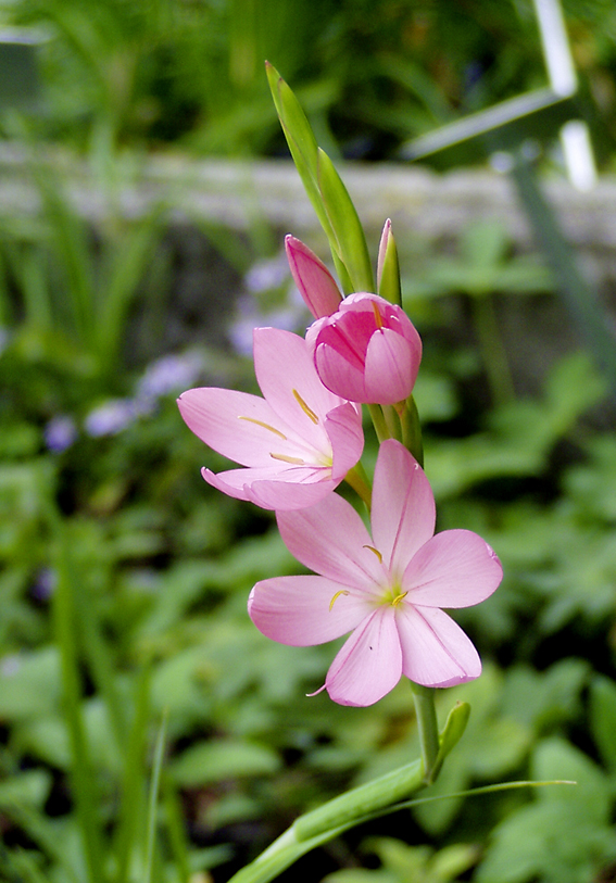 Schizostylis Fenland Daybreake