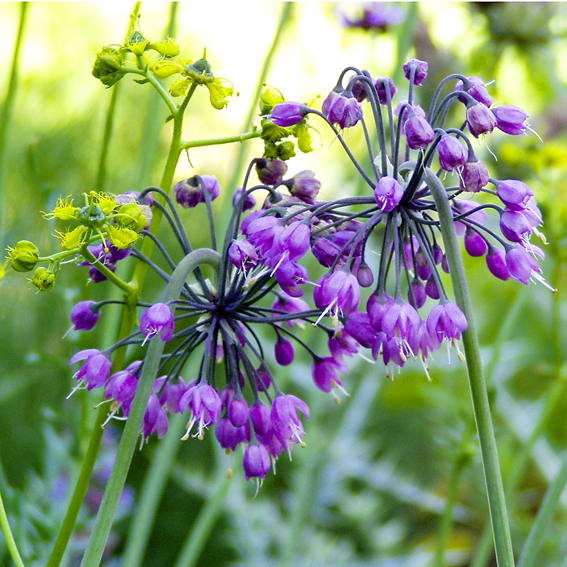 Allium cernuum aus Nordamerika