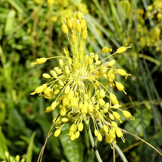 Allium flavum gedeiht am