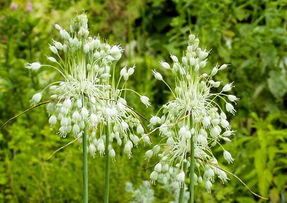 Allium carinatum ssp. pulchellum