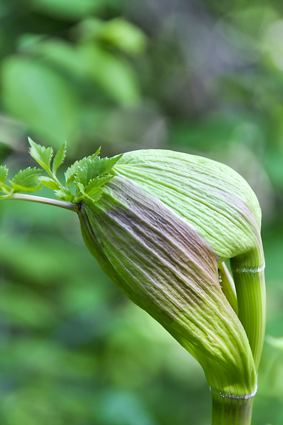 Angelica sylvestris – bereits