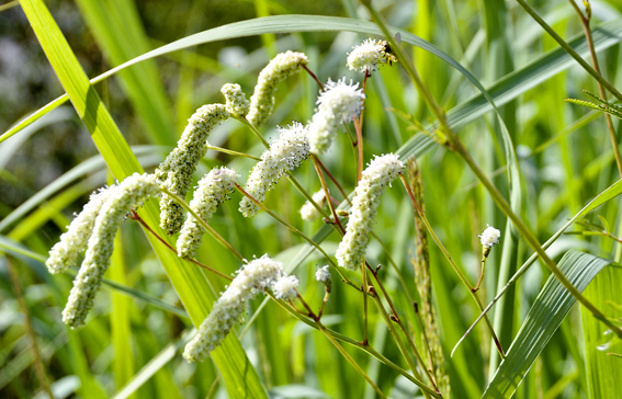 Die imposante Sanguisorba