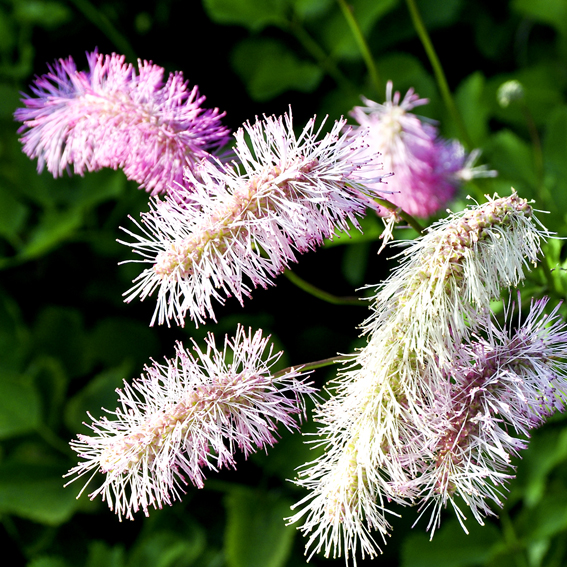 Die typischen «Federboa-Blüten»