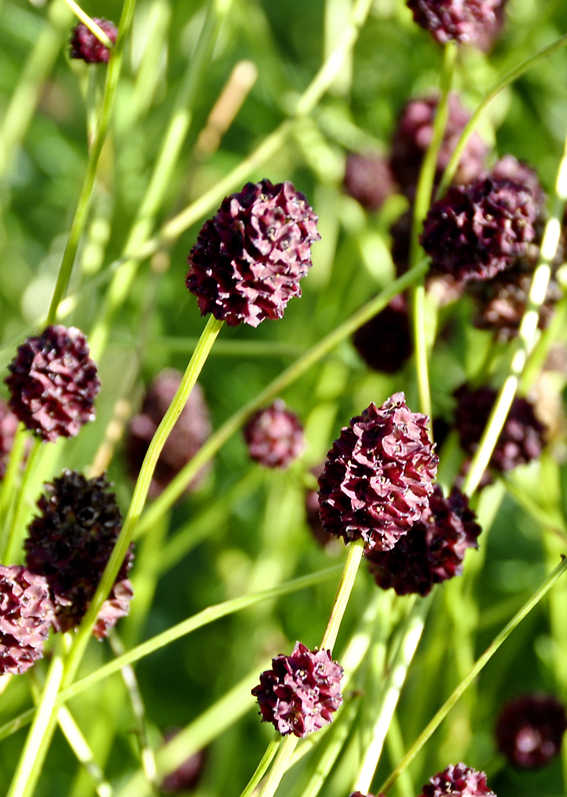 Sanguisorba ‘Tanna’ ist