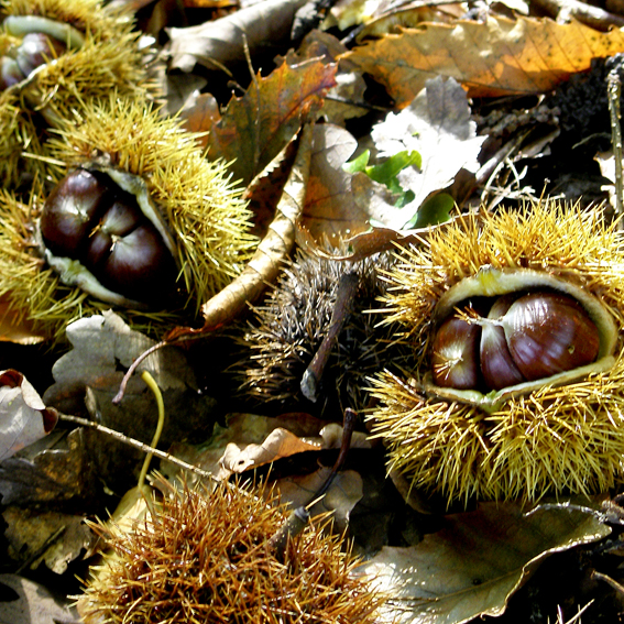 Stachelige «Igel» umhüllen