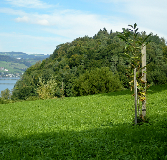 Neuanpflanzung von veredelten