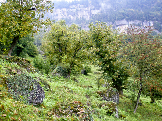 Kastanienhain mit riesigen