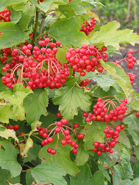 Vibrunum opulus ist ein wichtiges