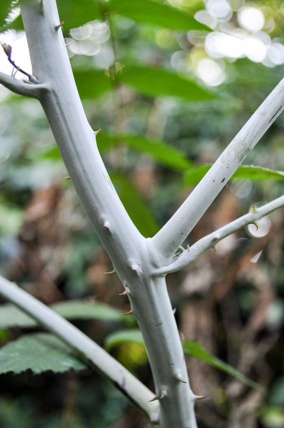 Wie bei Rubus thibetanus