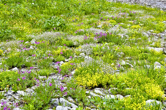 Vorbilder für Kiesgarten