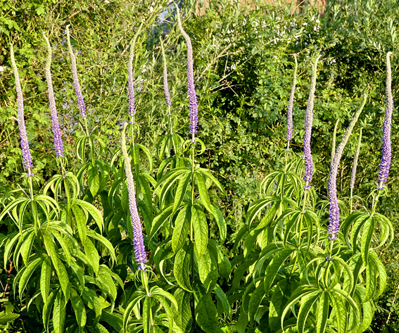 Veronicastrum sachalinensis