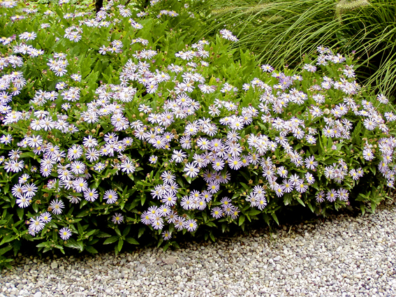 Aster ageratoides ‘Adustus