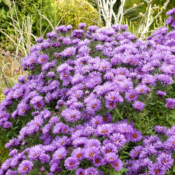 Die Aster ‘Purple Dome’