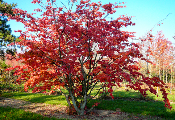 Der Eisenholzbaum hat im