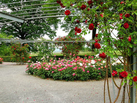 Rosengarten beim Paraplegiker-Zent