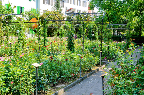 Im Blindenrosengarten in