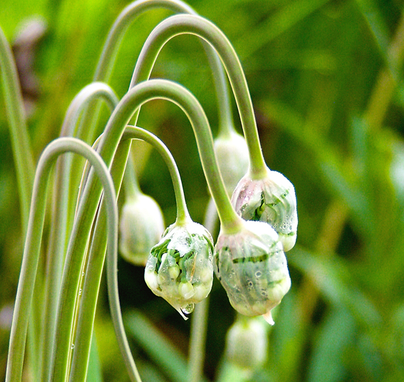 Allium cernuum