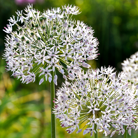 Allium hollandicum ‘Album‘