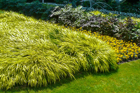 Das Goldbandgras, Hakonechloa