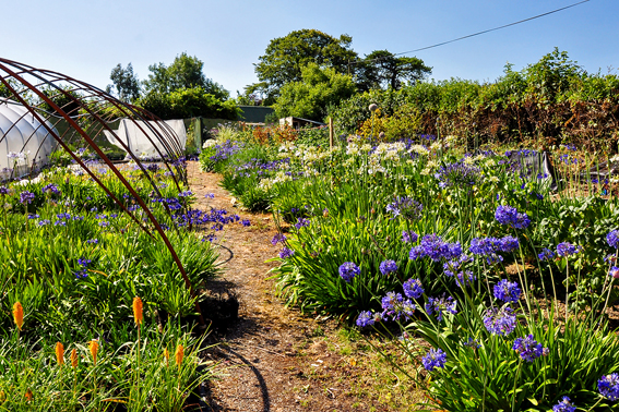 Pine Cottage Plants in Devon,