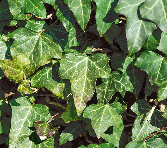 Der gewöhnliche Efeu (Hedera