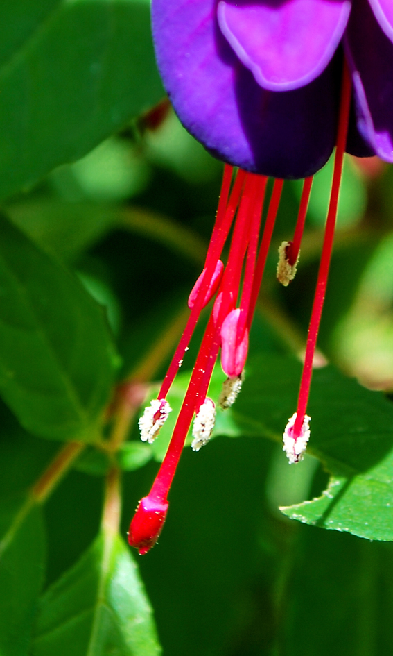 Bei dieser Fuchsia-Hybride