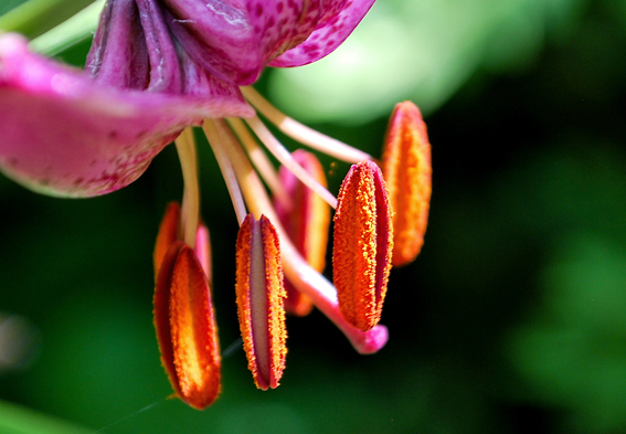 Bei Lilium martagon Hybriden