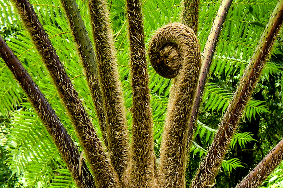 Austrieb an Cyathea am Standort